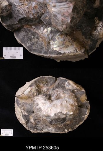 Hoploscaphites sp.