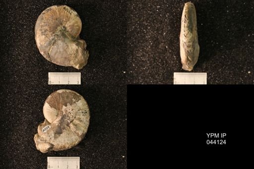 Hoploscaphites nicolletii