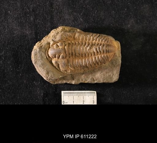 Calymene incerta