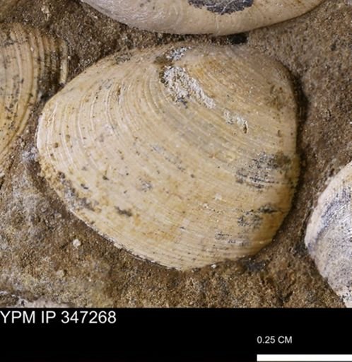 undet. Bivalvia