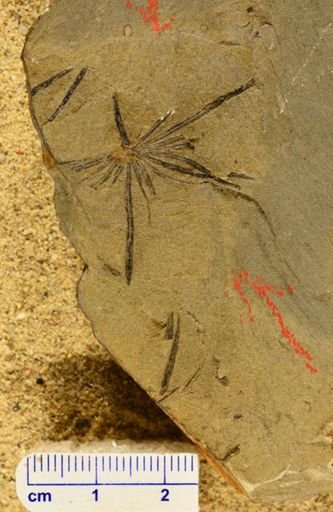 Annularia longifolia