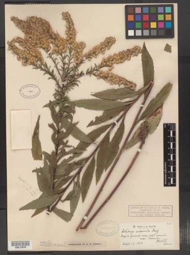 Solidago asperula
