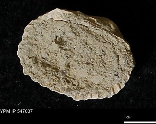 Scapharca transversa