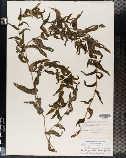 Potamogeton richardsonii
