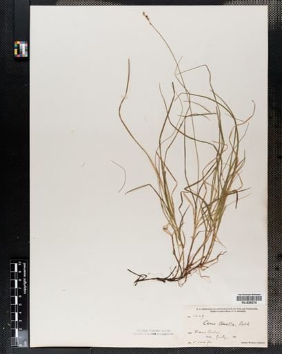 Carex disperma