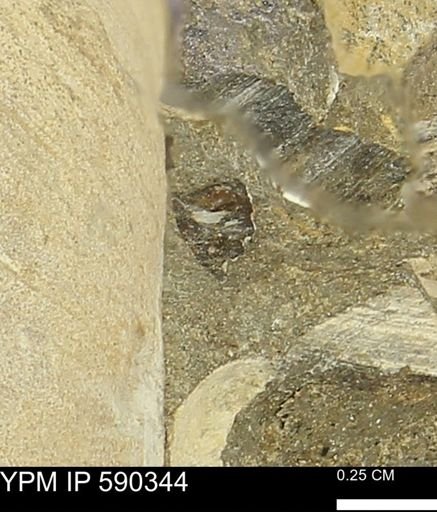 undet. Mollusca