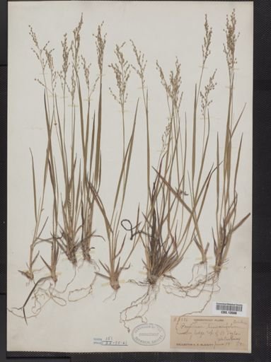 Panicum linearifolium