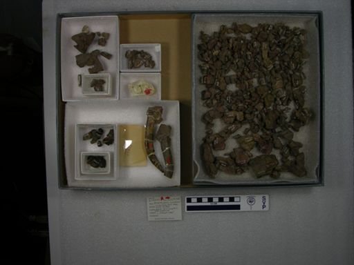 Probathyopsis successor