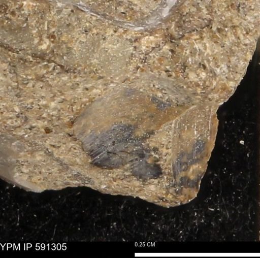 undet. Bivalvia