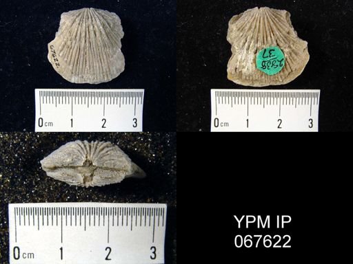 Orthostrophia strophomenoides