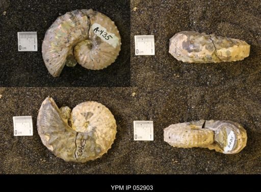Discoscaphites gulosus