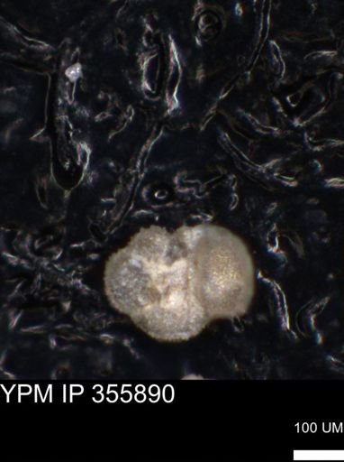 undet. Foraminiferida