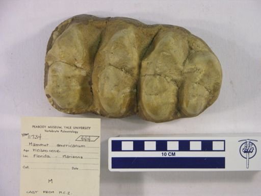 Mammut americanum