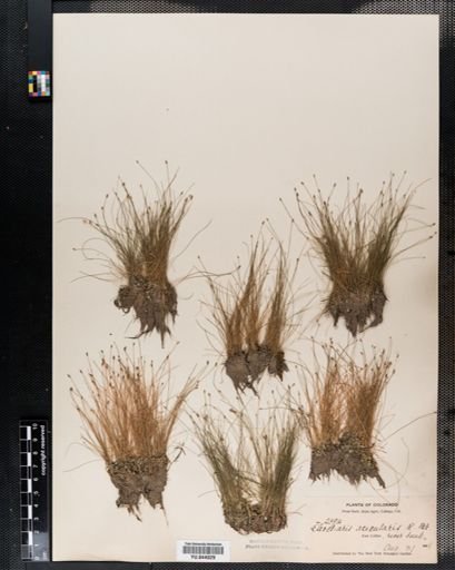 Eleocharis