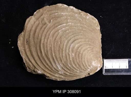 Inoceramus sp.