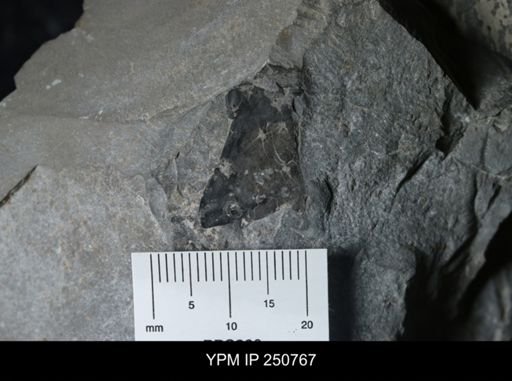 undet. Eurypterida