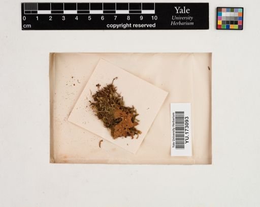 Plantae