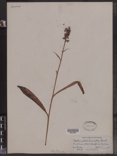 Blephariglottis lacera