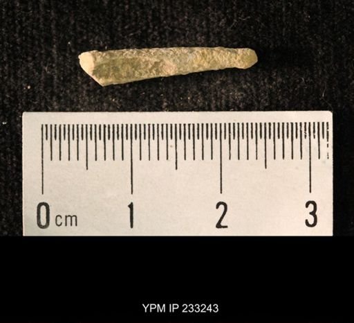 Archaeocidaris sp.