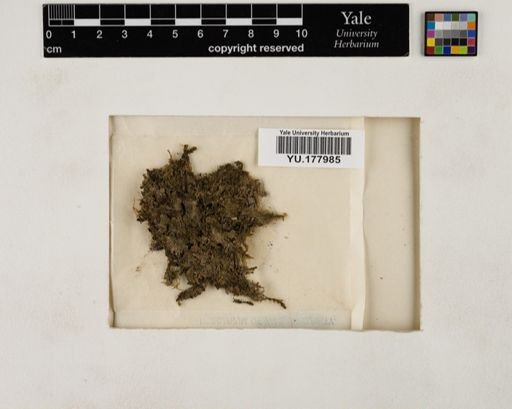 Plantae