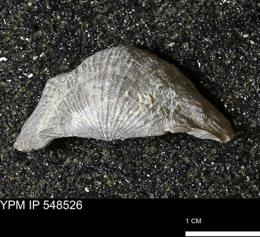 Stropheodonta navalis