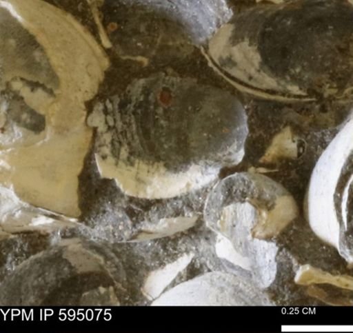 Protocardia sp.