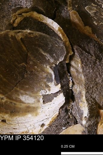 undet. Bivalvia