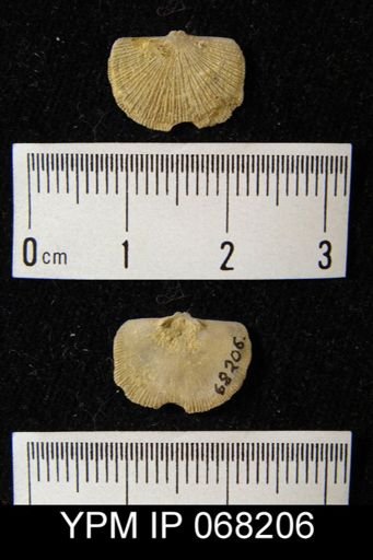 Orthis eifelensis