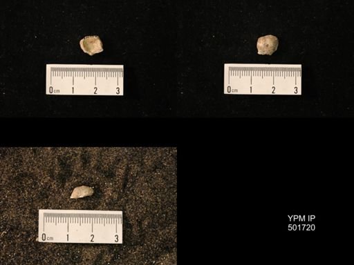Marginifera splendens