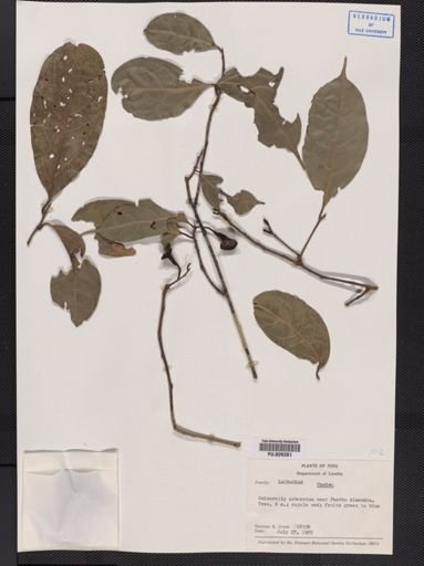 Ocotea