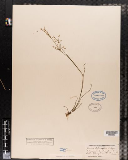 Juncus pelocarpus