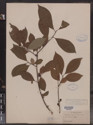 Benzoin aestivale