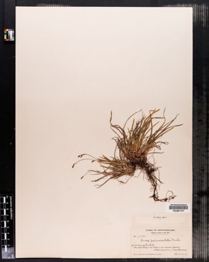 Carex pedunculata