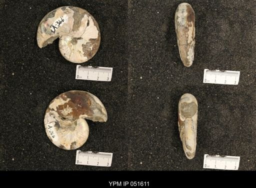 Hoploscaphites nicolletii