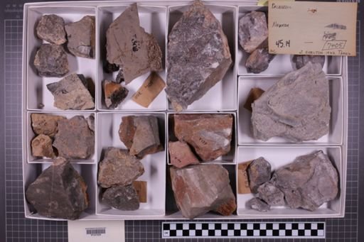 mixed taxa, stratigraphic collection