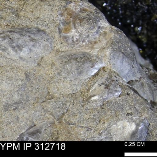 Phelopteria linguaeformis