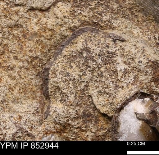 undet. Bivalvia