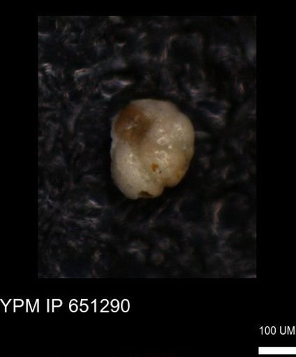 undet. Foraminiferida
