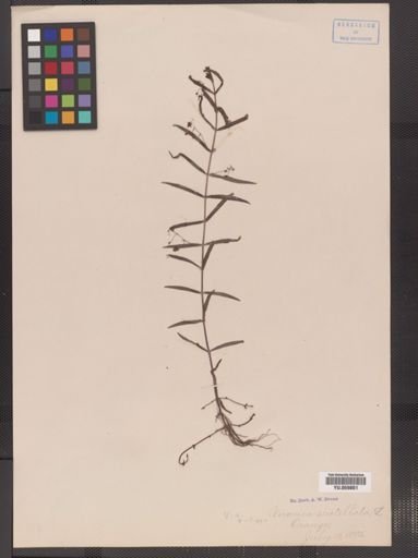 Veronica scutellata
