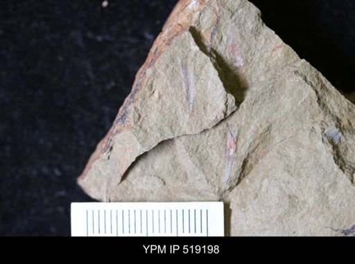 undet. Hyolithida