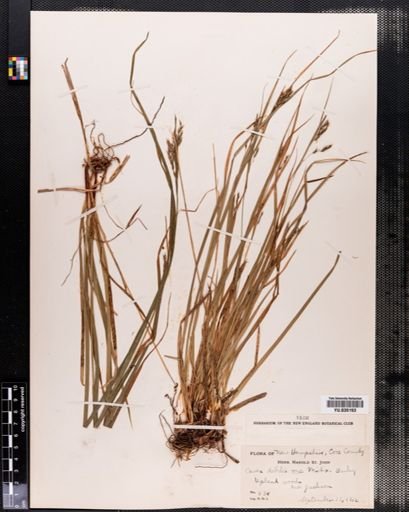 Carex debilis