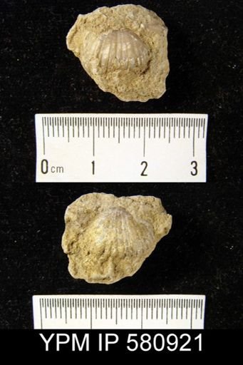 Sphaerirhynchia sp.