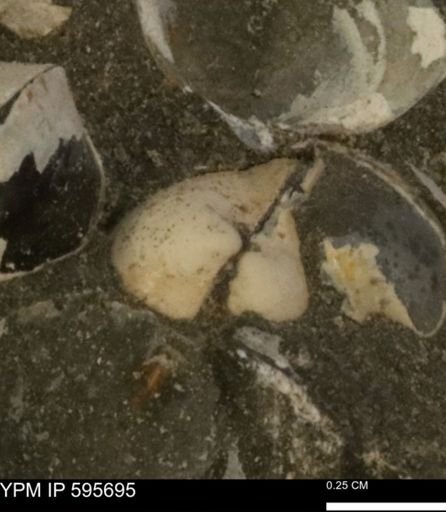 Protocardia sp.