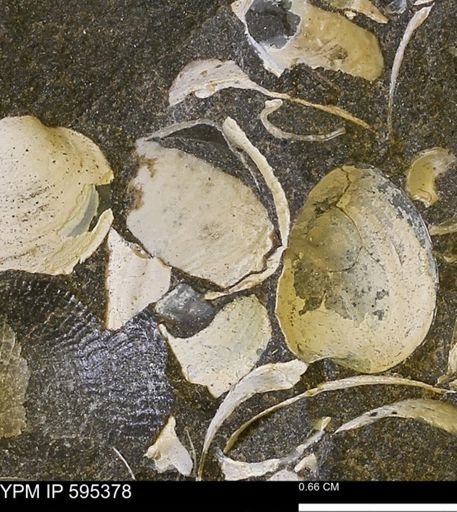 Protocardia sp.