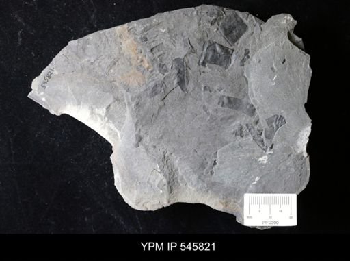 undet. Eurypterida