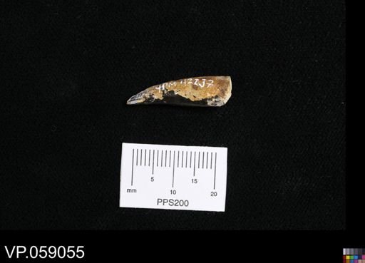 Enchodus sp.