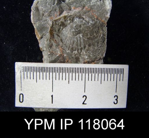 Atrypa reticularis