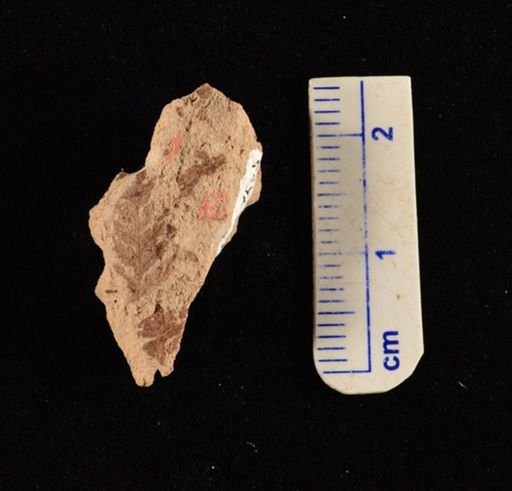 Cladophlebis sp.