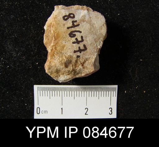 Leptostrophia logani