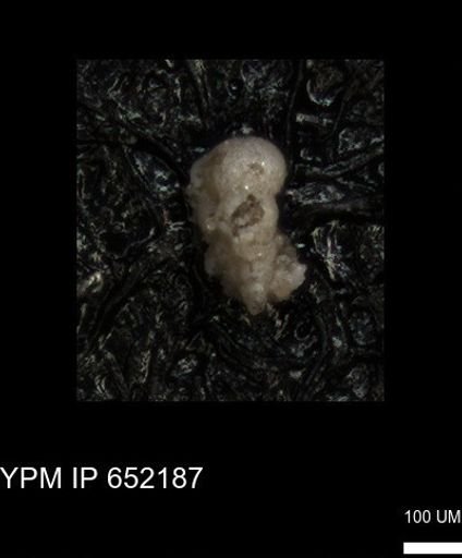 undet. Heterohelicidae